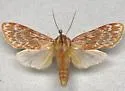 Lophocampa significans - Hodges#8207 - photo 2