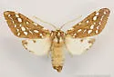 Lophocampa sobrina - Hodges#8210 - photo 2