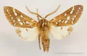 Lophocampa sobrina - Hodges#8210 - photo 3
