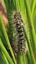 Lophocampa sobrina - Hodges#8210 - photo 4