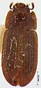 Siamese Grain Beetle