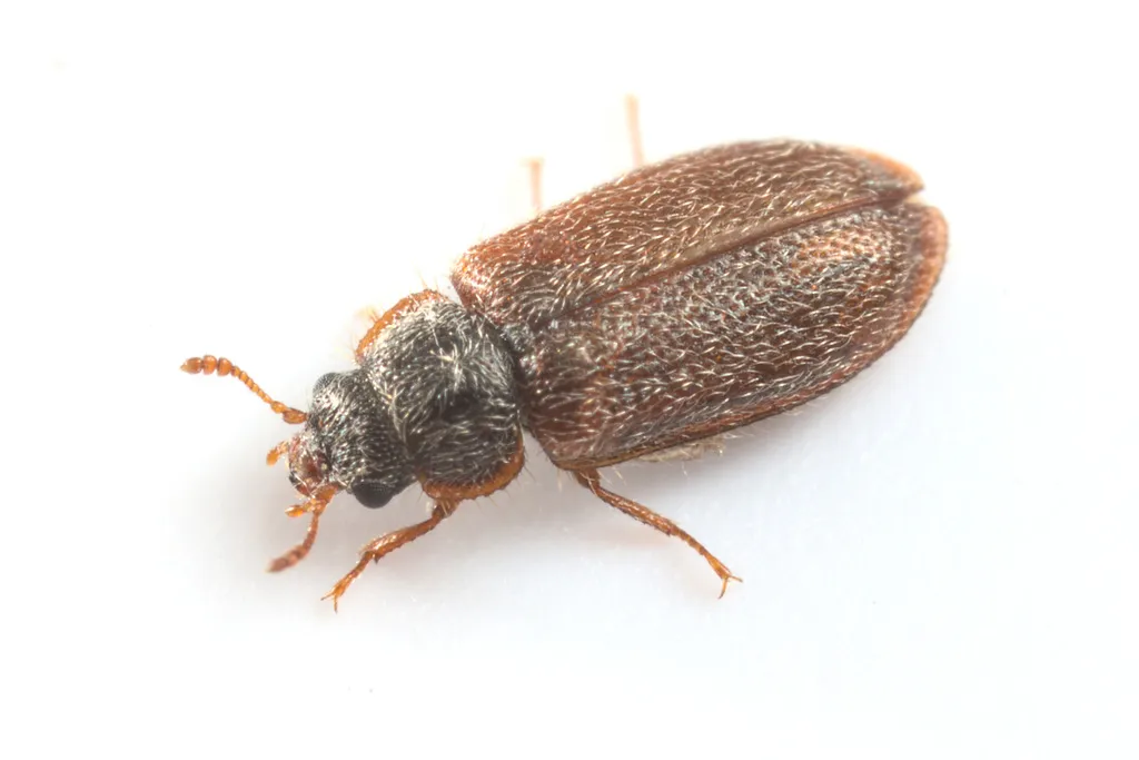 Lophocateridae - photo 2