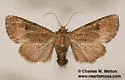 Lophoceramica artega - Hodges#10634 - photo 2