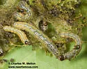 Lophoceramica artega - Hodges#10634 - photo 3