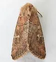 Lophoceramica artega - Hodges#10634 - photo 4