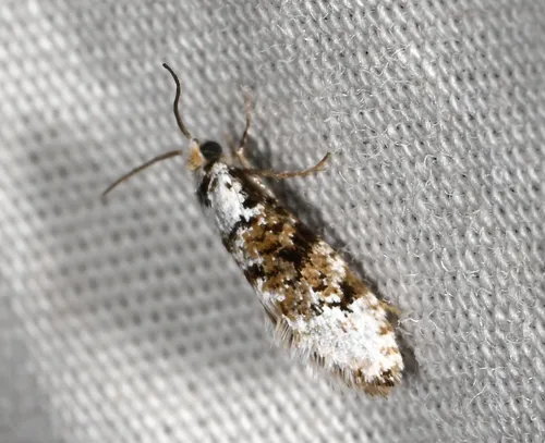 Lophocoronidae - Lophocoronidae