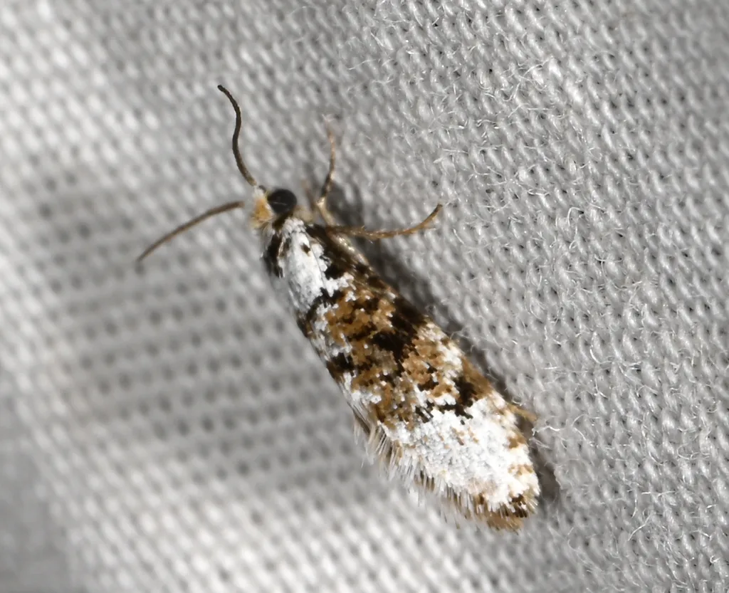 Lophocoronidae - photo 2