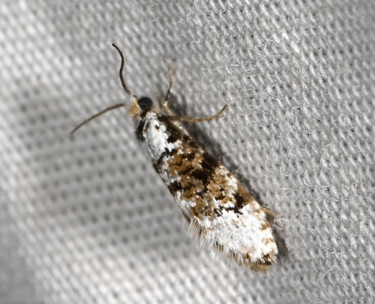 Lophocoronidae - photo 3
