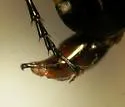Lophoglossus gravis - photo 3
