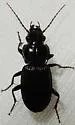 Lophoglossus gravis - photo 4