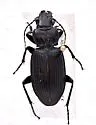 Lophoglossus haldemanni