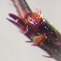 Lophoglossus haldemanni - photo 2