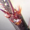 Lophoglossus haldemanni - photo 3
