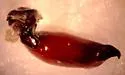 Lophoglossus haldemanni - photo 4