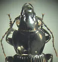 Lophoglossus scrutator - photo 2
