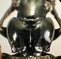 Lophoglossus substrenuus - photo 2