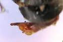 Lophoglossus substrenuus - photo 3