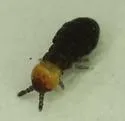 Lophognathella choreutes