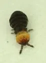 Lophognathella choreutes - photo 2