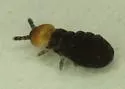 Lophognathella choreutes - photo 4