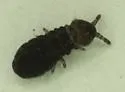 Lophognathella choreutes - photo 5