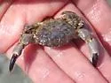 Lophopanopeus bellus