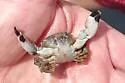 Lophopanopeus bellus - photo 2