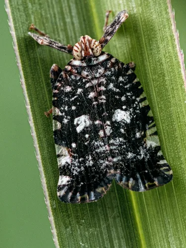Lophopid Planthoppers - Lophopidae