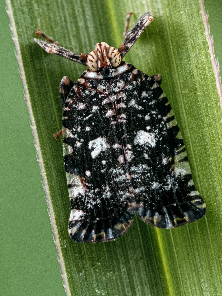 Lophopid Planthoppers - photo 2