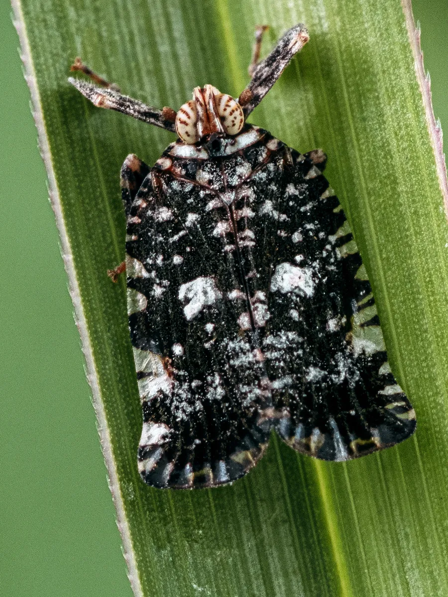 Lophopid Planthoppers - photo 3