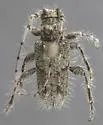Lophopogonius crinitus - Lophopogonius crinitus