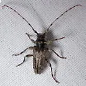 Lophopogonius crinitus - photo 3