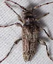 Lophopogonius crinitus - photo 4