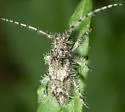 Lophopogonius crinitus - photo 5