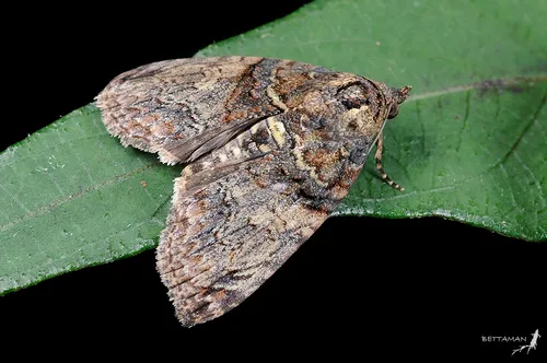 Lophoptera hemithyris