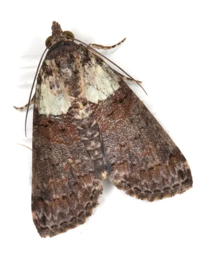 Lophoptera hemithyris - photo 5