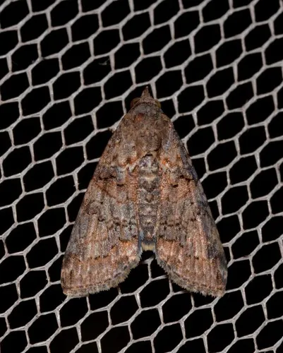 Lophoptera hemithyris - photo 6