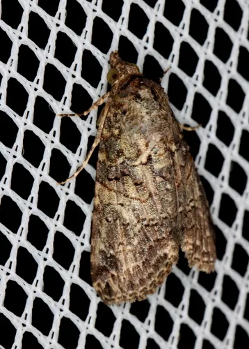 Lophoptera hemithyris - photo 7