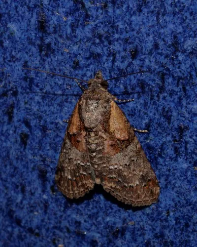 Lophoptera hemithyris - photo 8