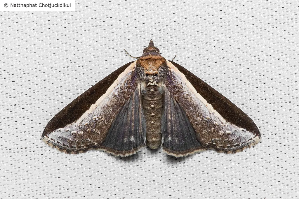 Lophoptera squammigera - photo 2