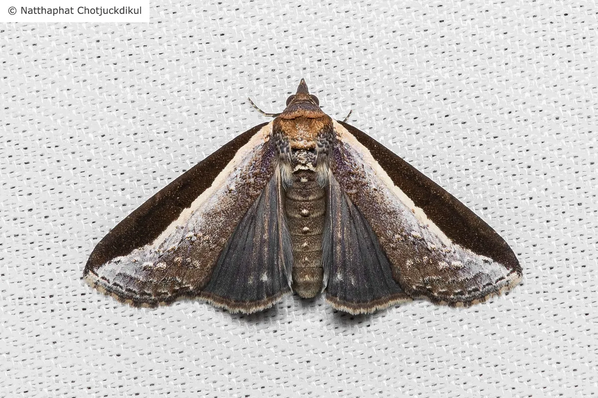 Lophoptera squammigera - photo 3