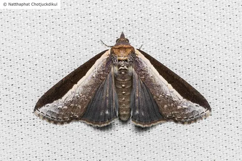 Lophoptera squammigera - photo 4