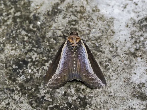 Lophoptera squammigera - photo 5