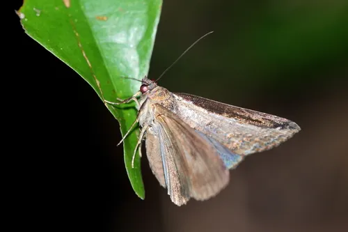 Lophoptera squammigera - photo 6