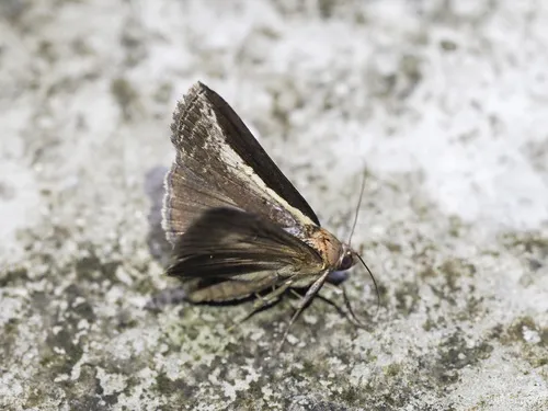 Lophoptera squammigera - photo 7