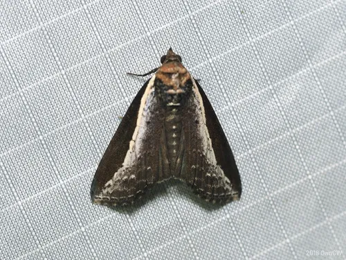 Lophoptera squammigera - photo 8
