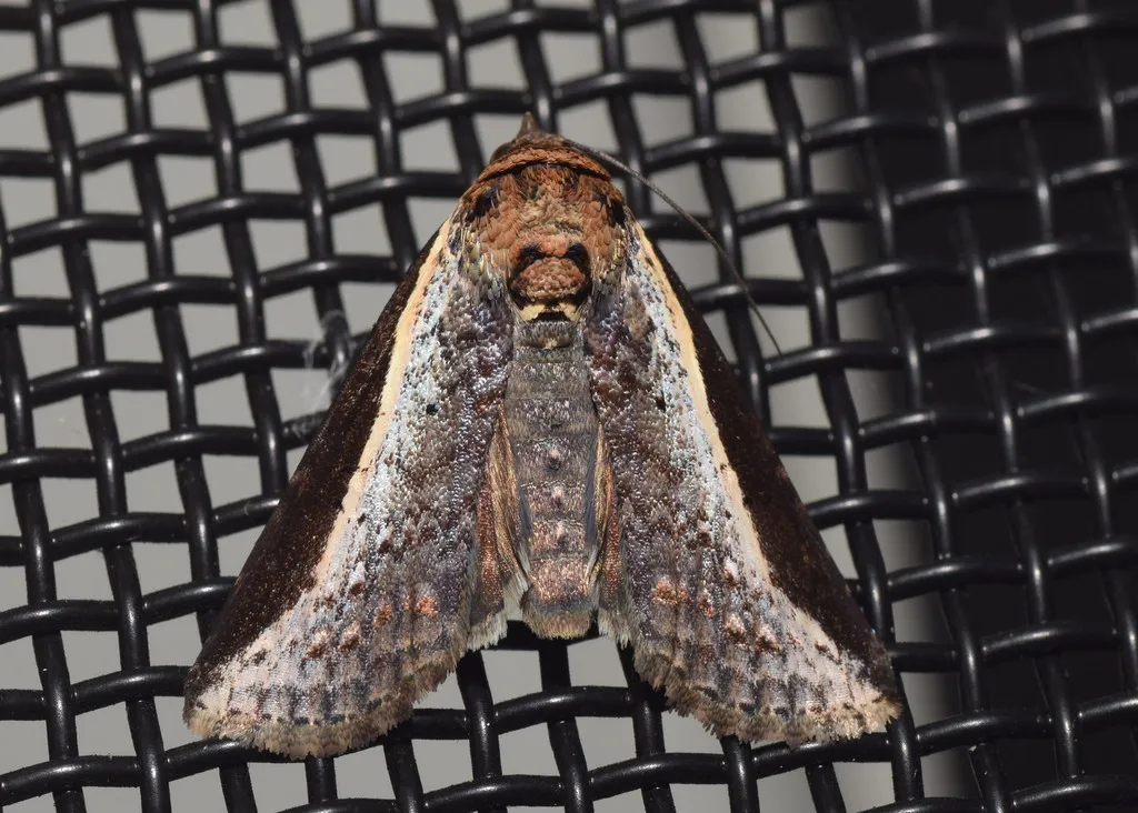Lophoptera vittigera - photo 2