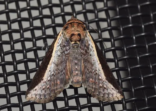 Lophoptera vittigera - photo 4