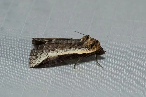 Lophoptera vittigera - photo 5