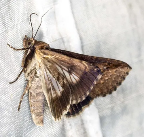 Lophoptera vittigera - photo 6